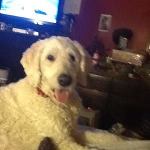 Meet your Posher, Diane